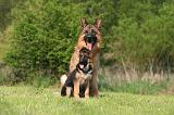 BERGER ALLEMAND 1359